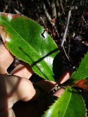 Euonymus pendulus