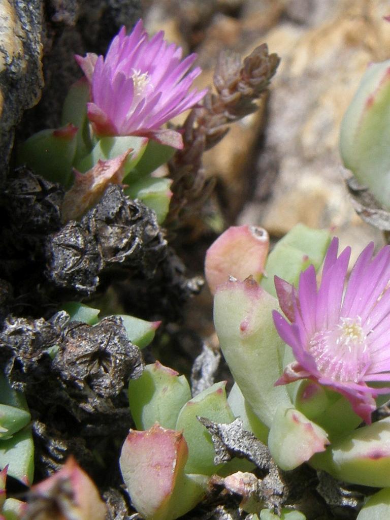 Oscularia deltoides, Greyton Nature Reserve, Platkloof