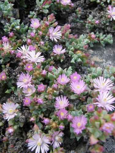 Oscularia deltoides