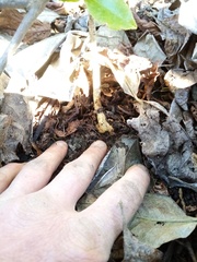 Euonymus pendulus