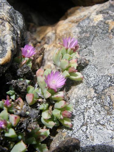 Oscularia deltoides (L.) Schwantes 2