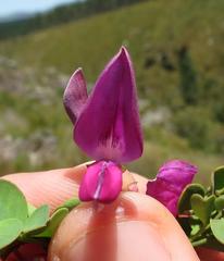 Indigofera langebergensis