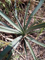 Agave tequilana