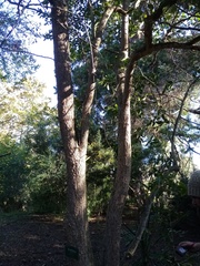 Euonymus pendulus