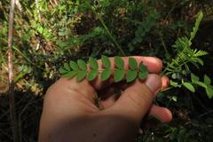 Indigofera langebergensis