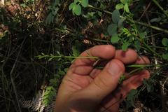 Indigofera langebergensis