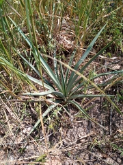 Agave tequilana