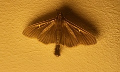 Cydalima perspectalis