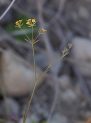Bupleurum marschallianum