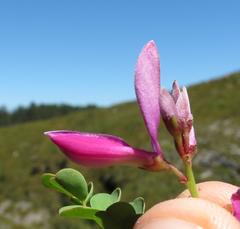 Indigofera langebergensis