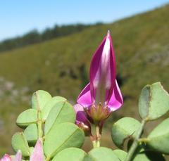 Indigofera langebergensis