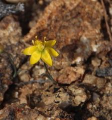 Ornithogalum rupestre