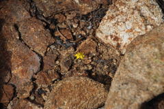Ornithogalum rupestre