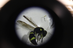 Parancistrocerus declivatus