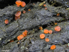 Cheilymenia coprinaria