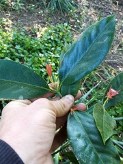 Euonymus pendulus