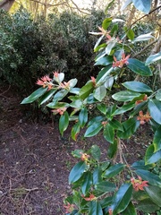 Euonymus pendulus