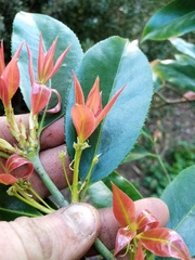 Euonymus pendulus