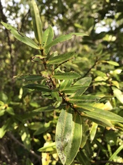 Veronica ligustrifolia