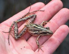 Banded Stream Frog photo 3