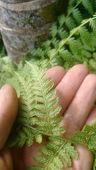 Athyriaceae