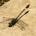 Common Hooktail - Photo (c) Colin Ralston, some rights reserved (CC BY-NC), uploaded by Colin Ralston