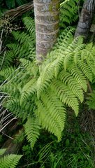 Athyriaceae