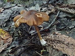 Entoloma formosum