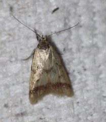 Heteroteucha anthodora