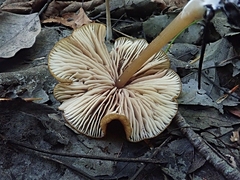 Entoloma formosum