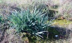 Gethyllis gregoriana