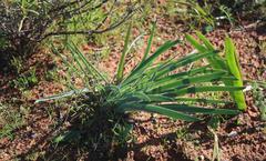 Gethyllis gregoriana