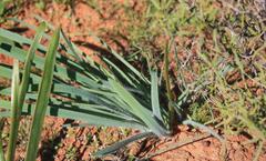 Gethyllis gregoriana