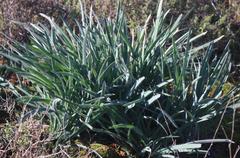 Gethyllis gregoriana