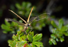 Proholopterus annulicornis