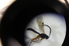 Ichneumonidae