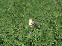Cisticola juncidis terrestris