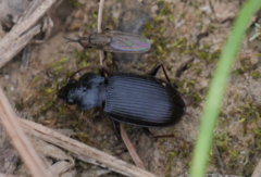 Nebria