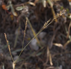 Bufonia parviflora