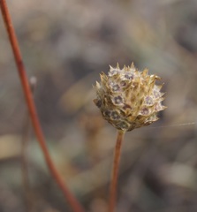 Cephalaria uralensis