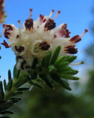 Erica stylaris