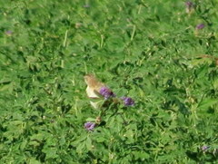 Cisticola juncidis terrestris