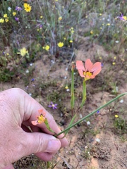 Moraea vallisbelli