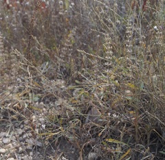 Bufonia parviflora