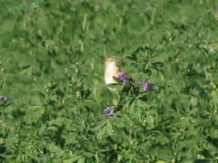 Cisticola juncidis terrestris