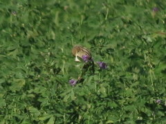 Cisticola juncidis terrestris