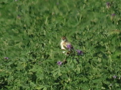 Cisticola juncidis terrestris