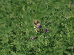 Cisticola juncidis terrestris