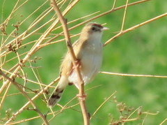 Cisticola juncidis terrestris