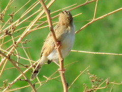 Cisticola juncidis terrestris